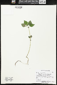 Pilea fontana image