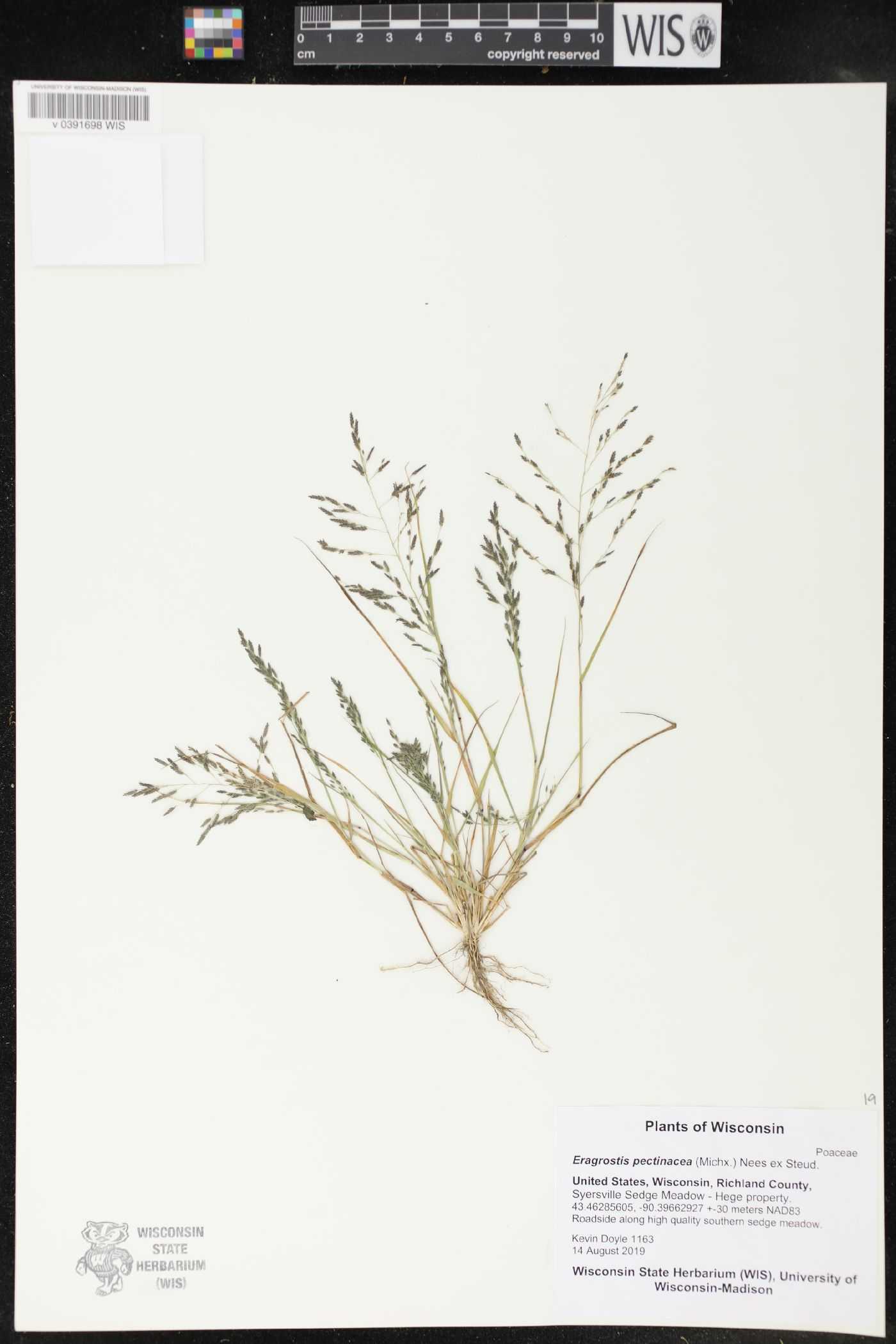 Eragrostis pectinacea image