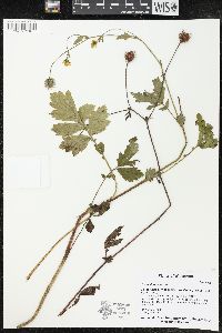 Geum aleppicum image
