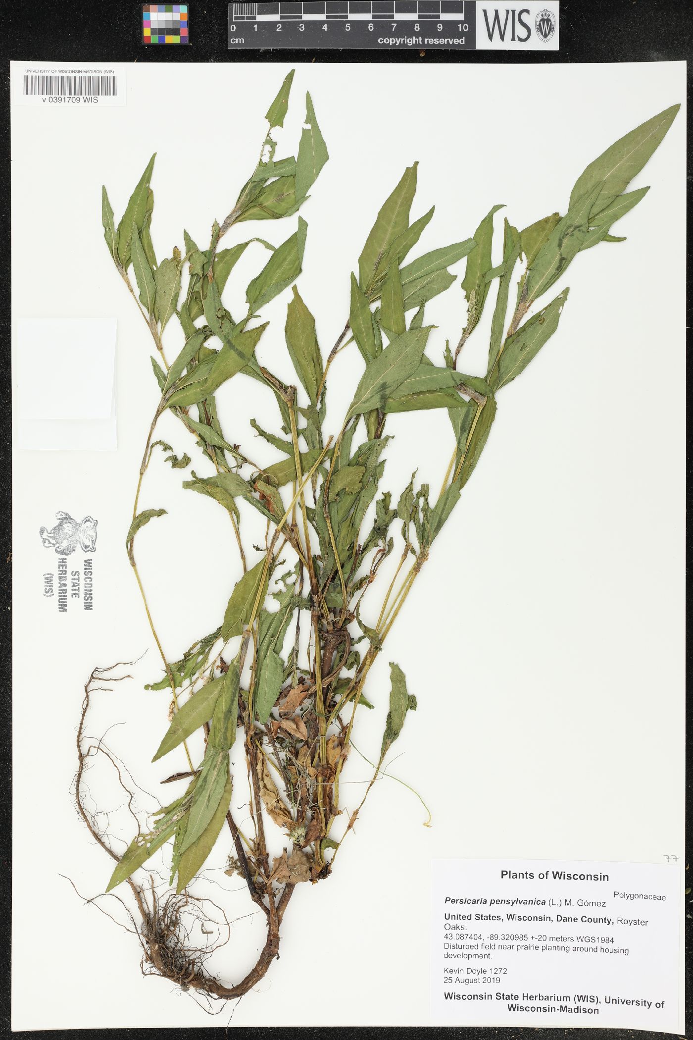 Persicaria pensylvanica image