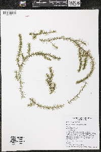 Elodea nuttallii image