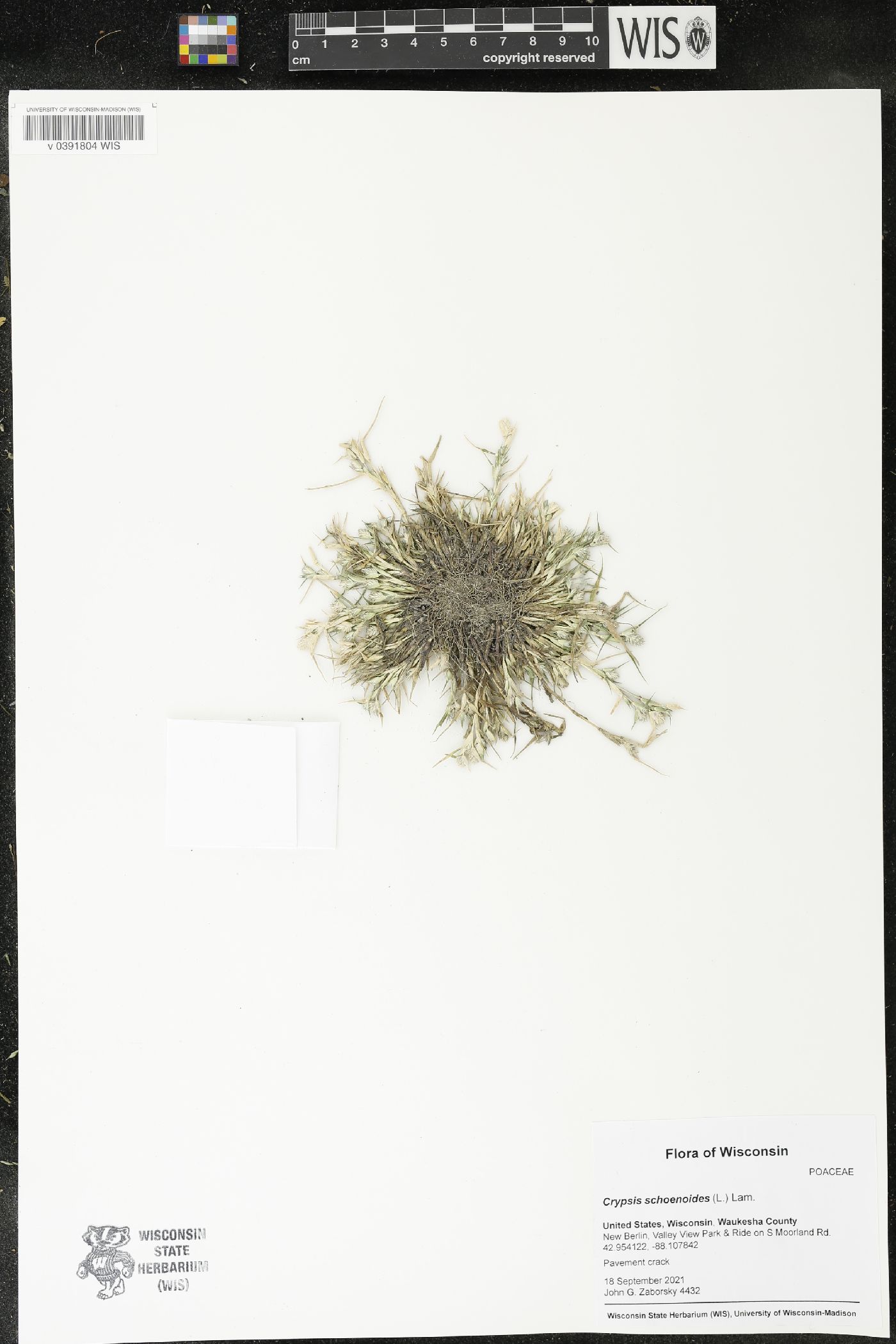Crypsis schoenoides image
