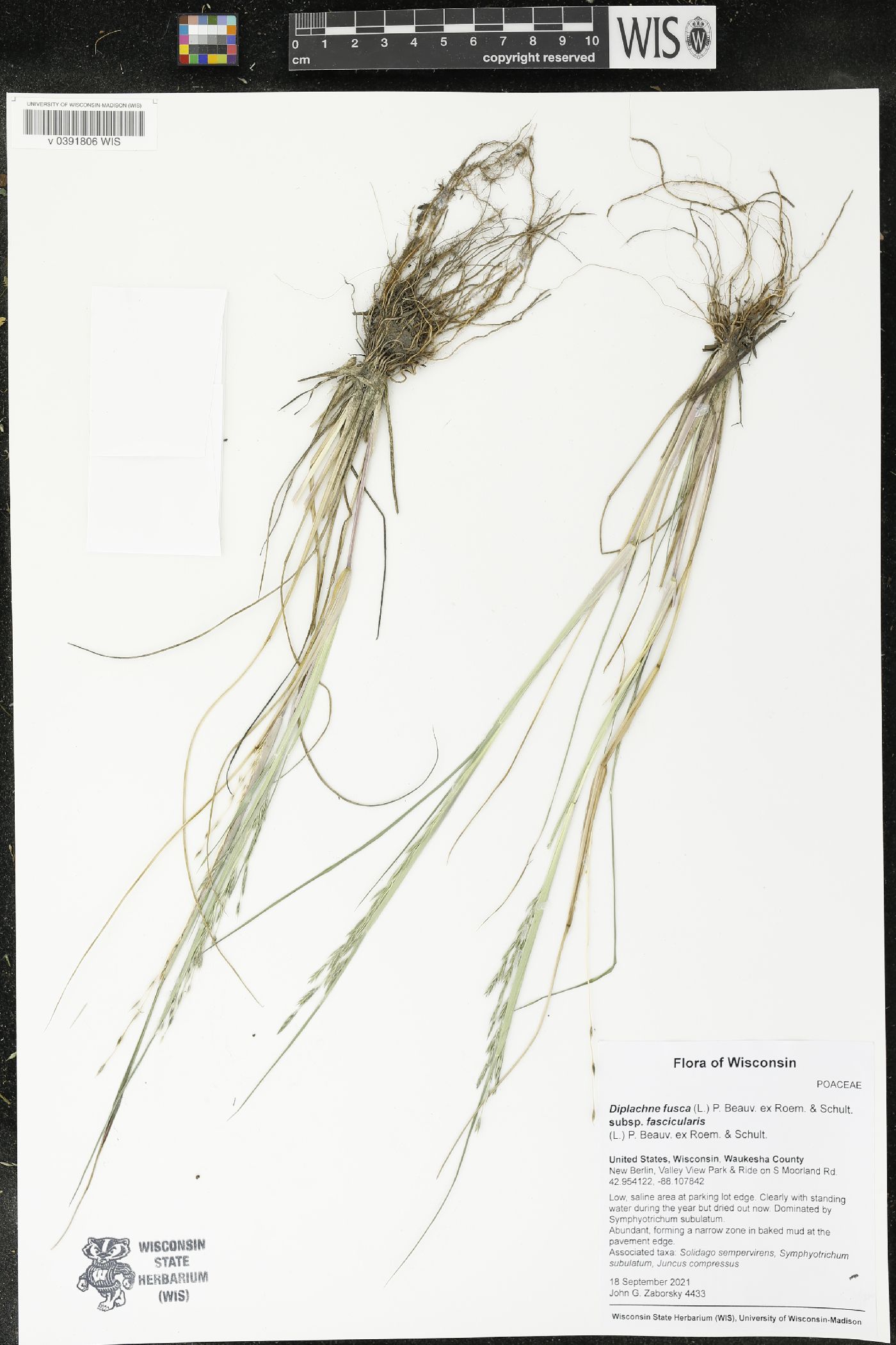 Diplachne fusca image