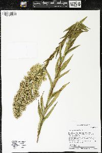 Solidago sempervirens image