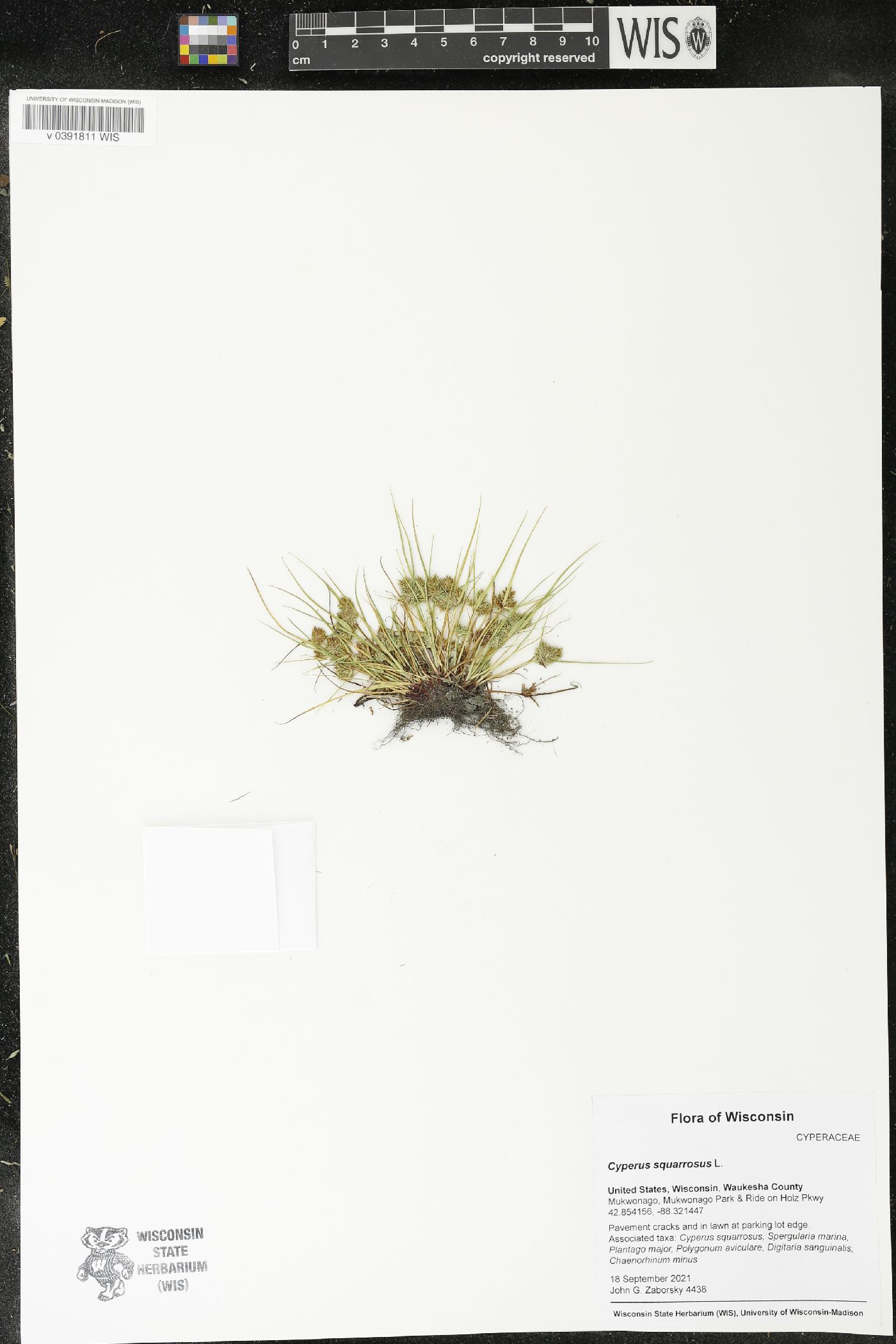 Cyperus squarrosus image