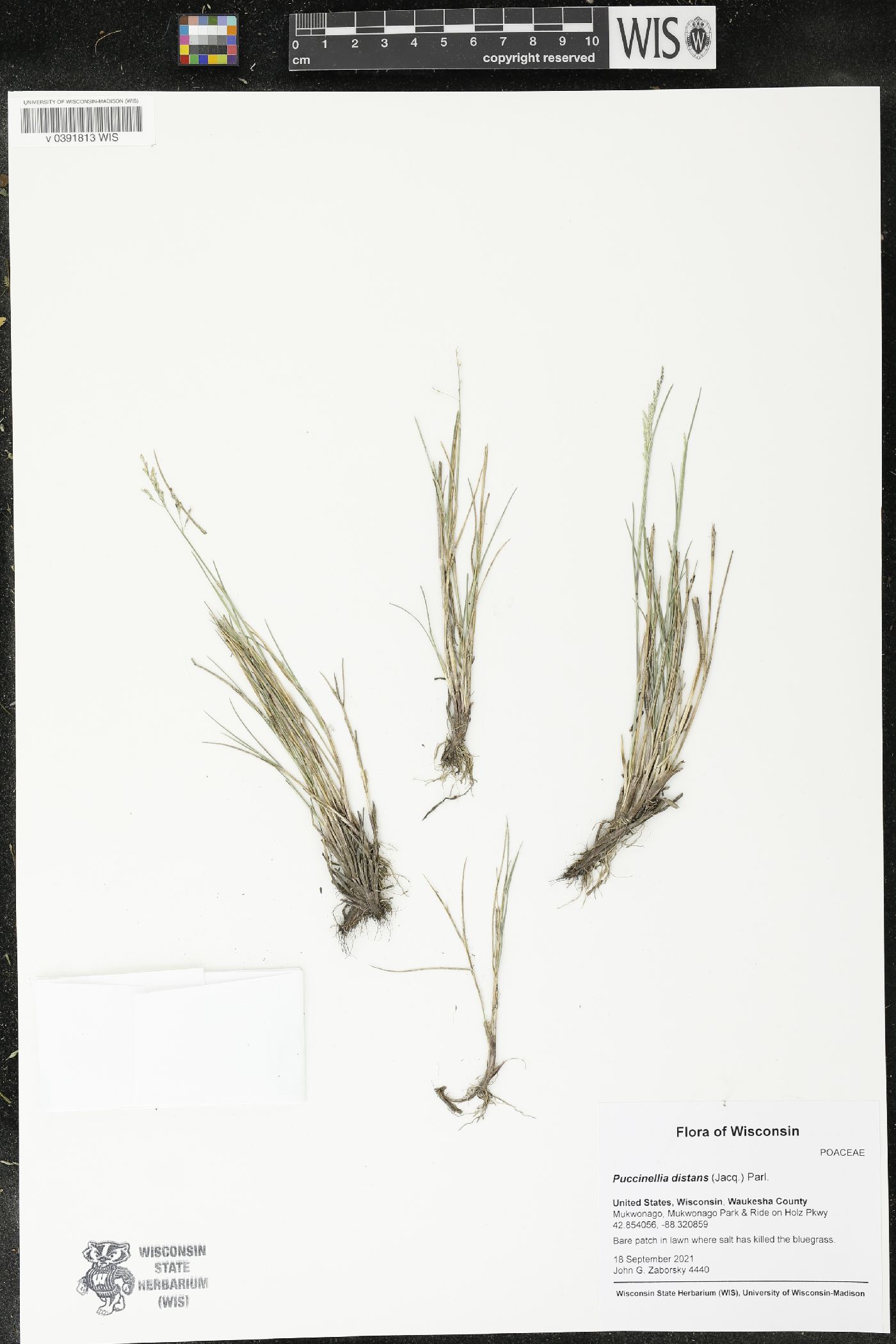 Puccinellia distans image