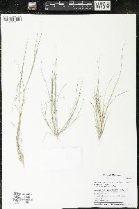 Diplachne fusca subsp. fascicularis image