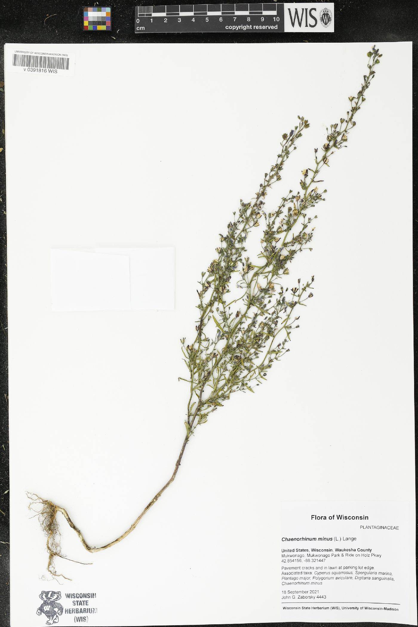 Chaenorhinum minus image