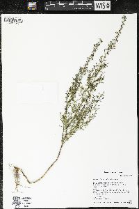Chaenorhinum minus image