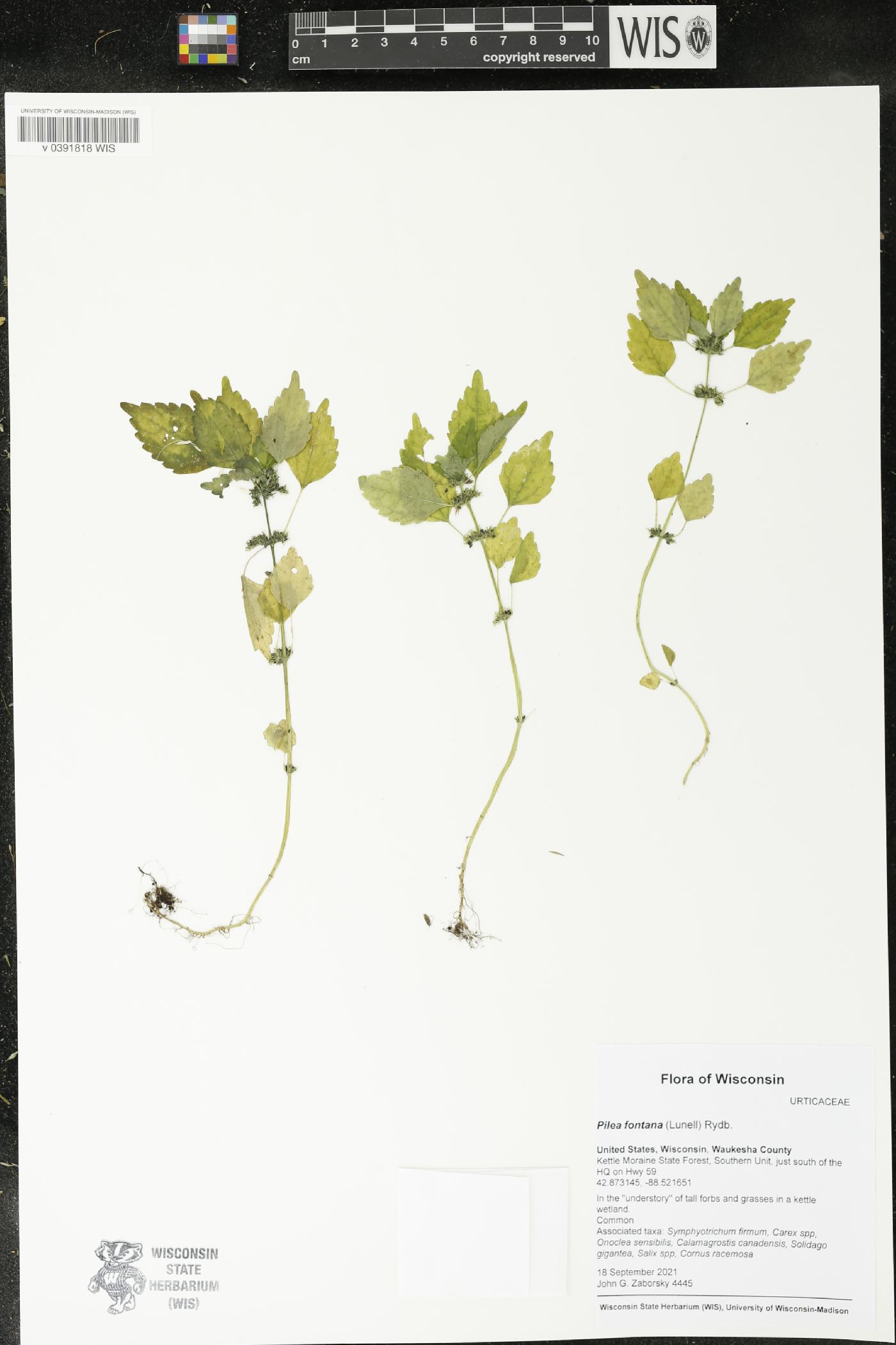 Pilea fontana image