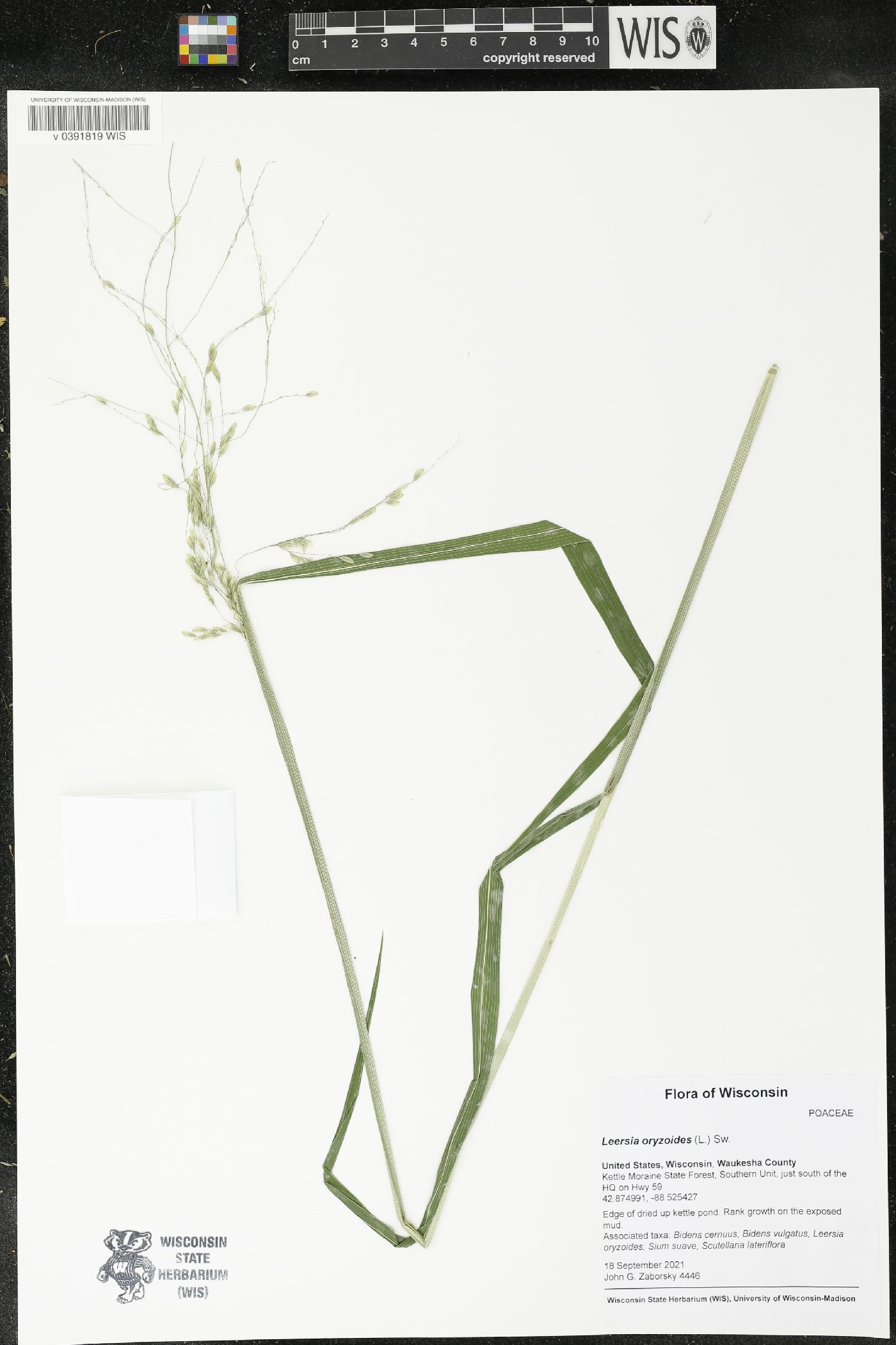 Leersia oryzoides image