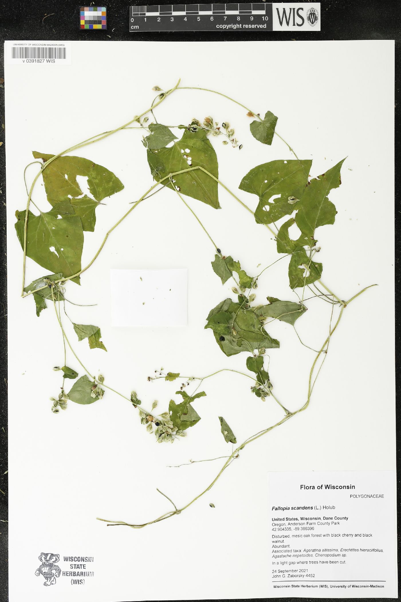 Fallopia scandens image