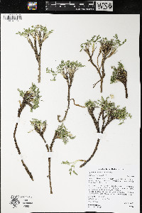 Cymopterus nivalis image