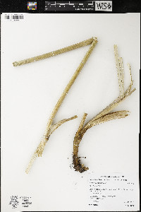 Lomatium dissectum image