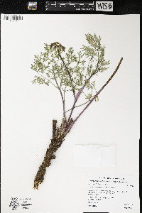 Lomatium dissectum image