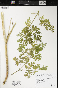 Lomatium dissectum image