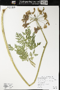 Lomatium dissectum image