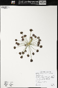 Lomatium dissectum image