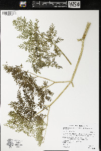 Lomatium dissectum image