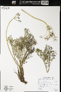 Lomatium papilioniferum image