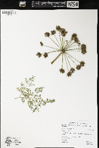 Lomatium dissectum image