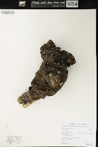 Lomatium dissectum image