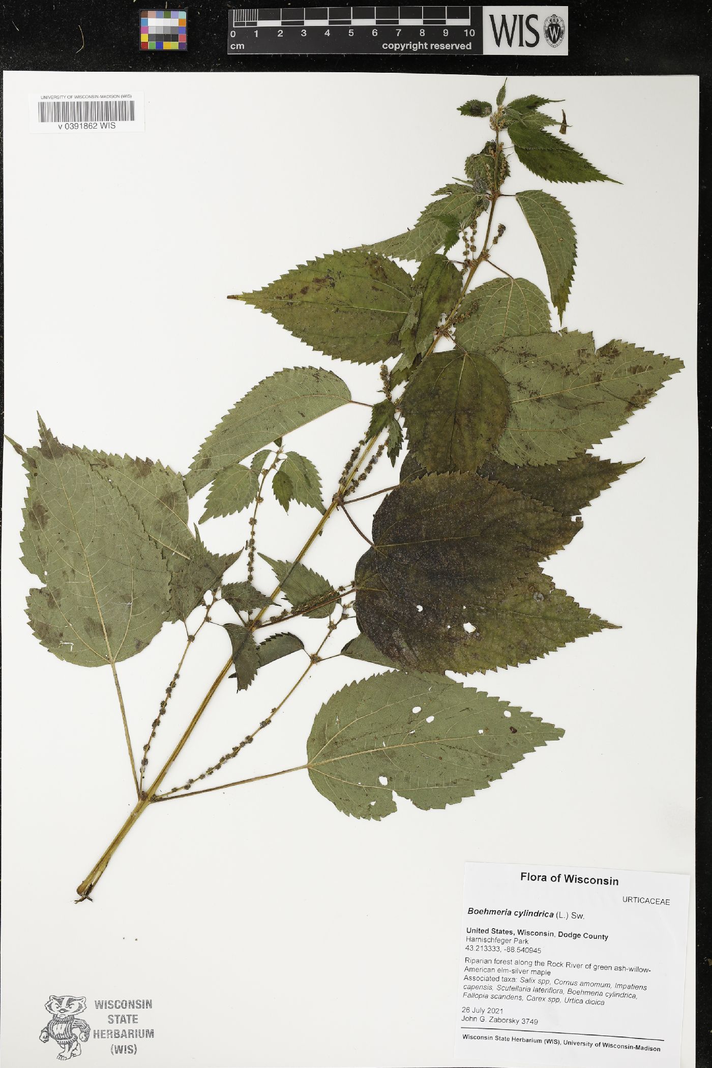 Boehmeria cylindrica image
