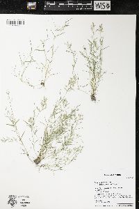 Eragrostis hypnoides image