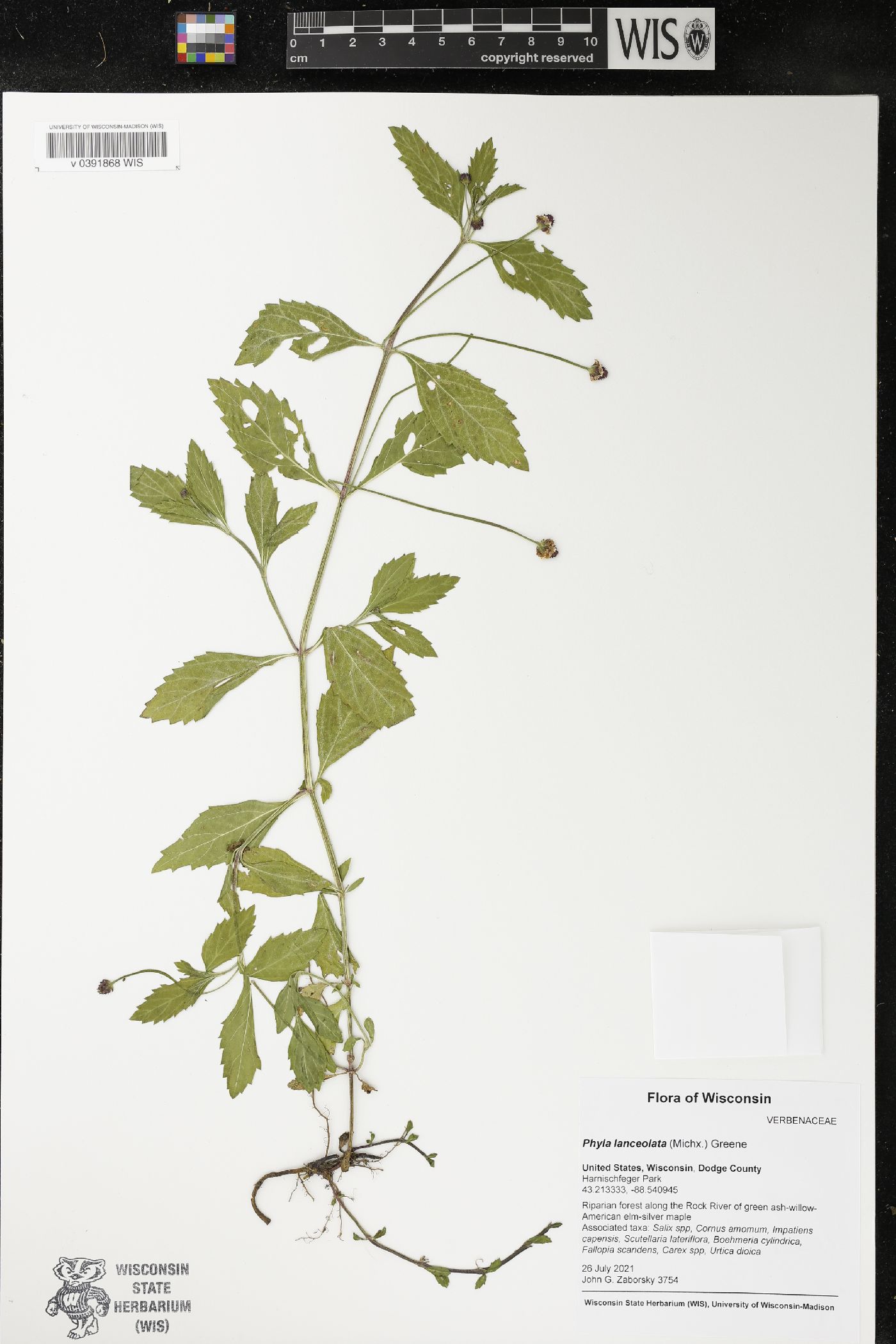Phyla lanceolata image