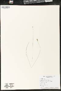Fuirena pumila image