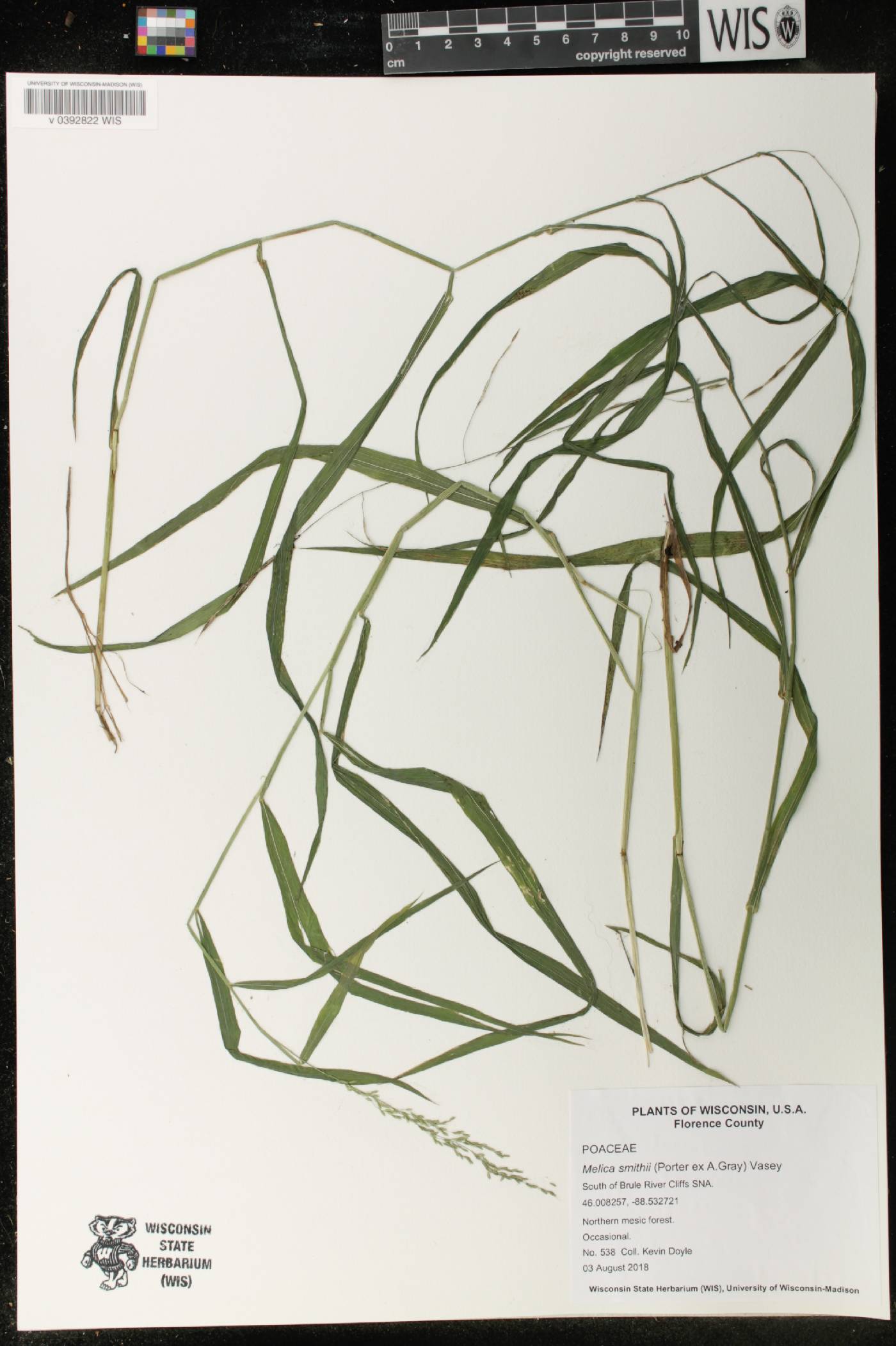 Melica smithii image