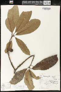 Sideroxylon portoricense subsp. minutiflorum image