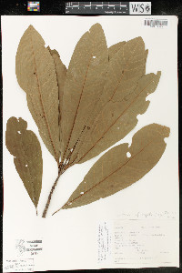 Sideroxylon portoricense subsp. minutiflorum image