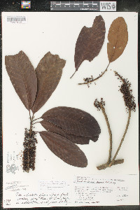 Sideroxylon portoricense subsp. minutiflorum image