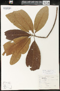 Sideroxylon portoricense subsp. minutiflorum image