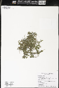 Callitriche stagnalis image