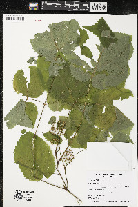 Aralia racemosa image