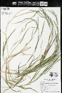 Muhlenbergia mexicana image