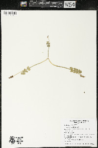 Botrychium lunaria image