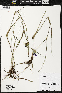 Tradescantia occidentalis image