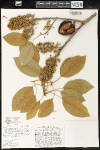 Sideroxylon capiri subsp. tempisque image