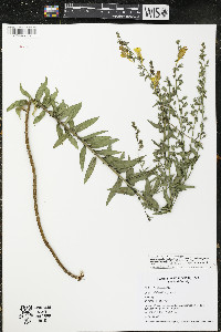 Linaria dalmatica image