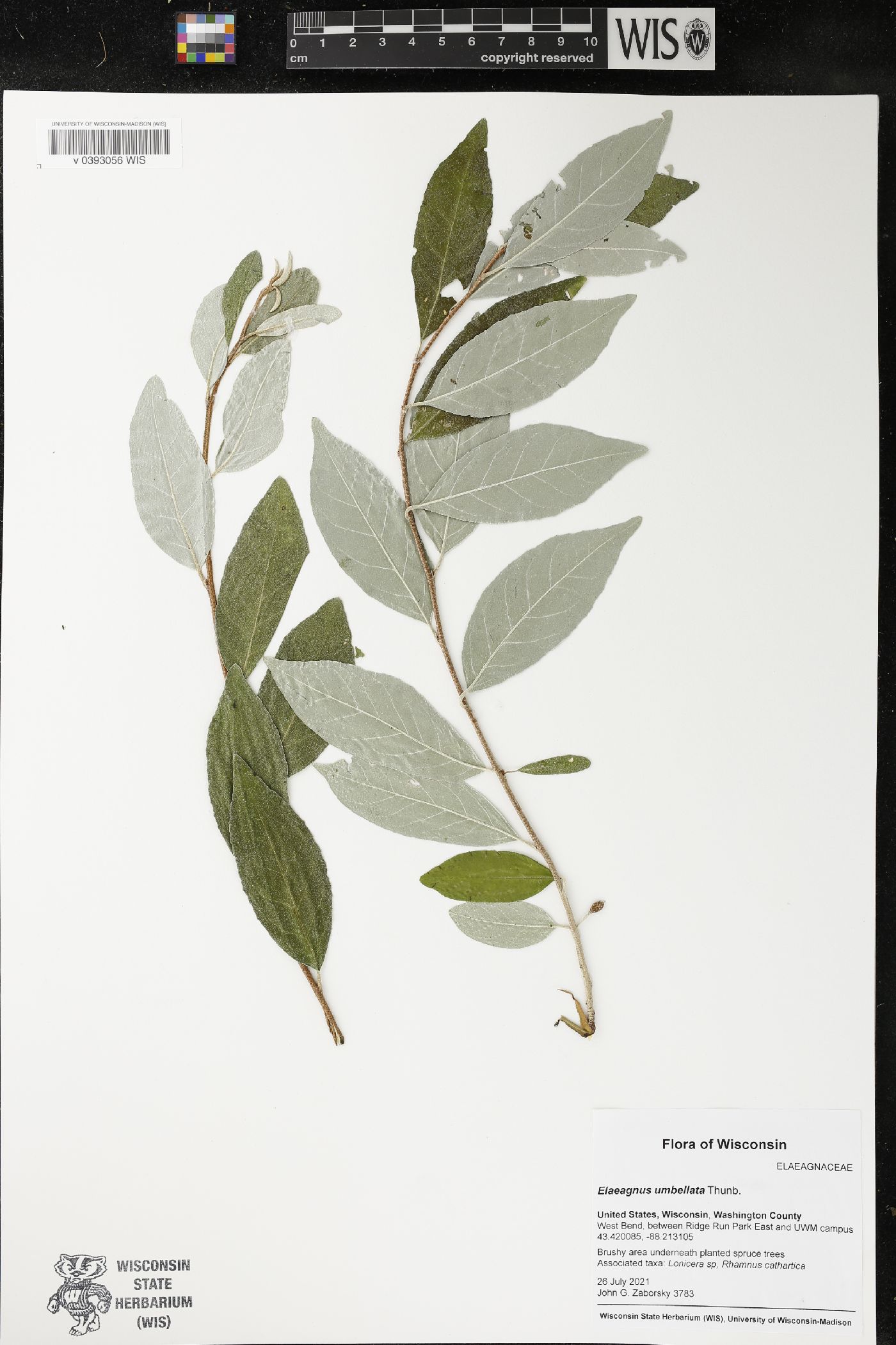 Elaeagnus umbellata image