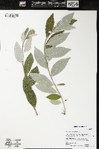 Elaeagnus umbellata image