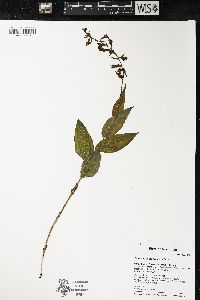 Epipactis helleborine image