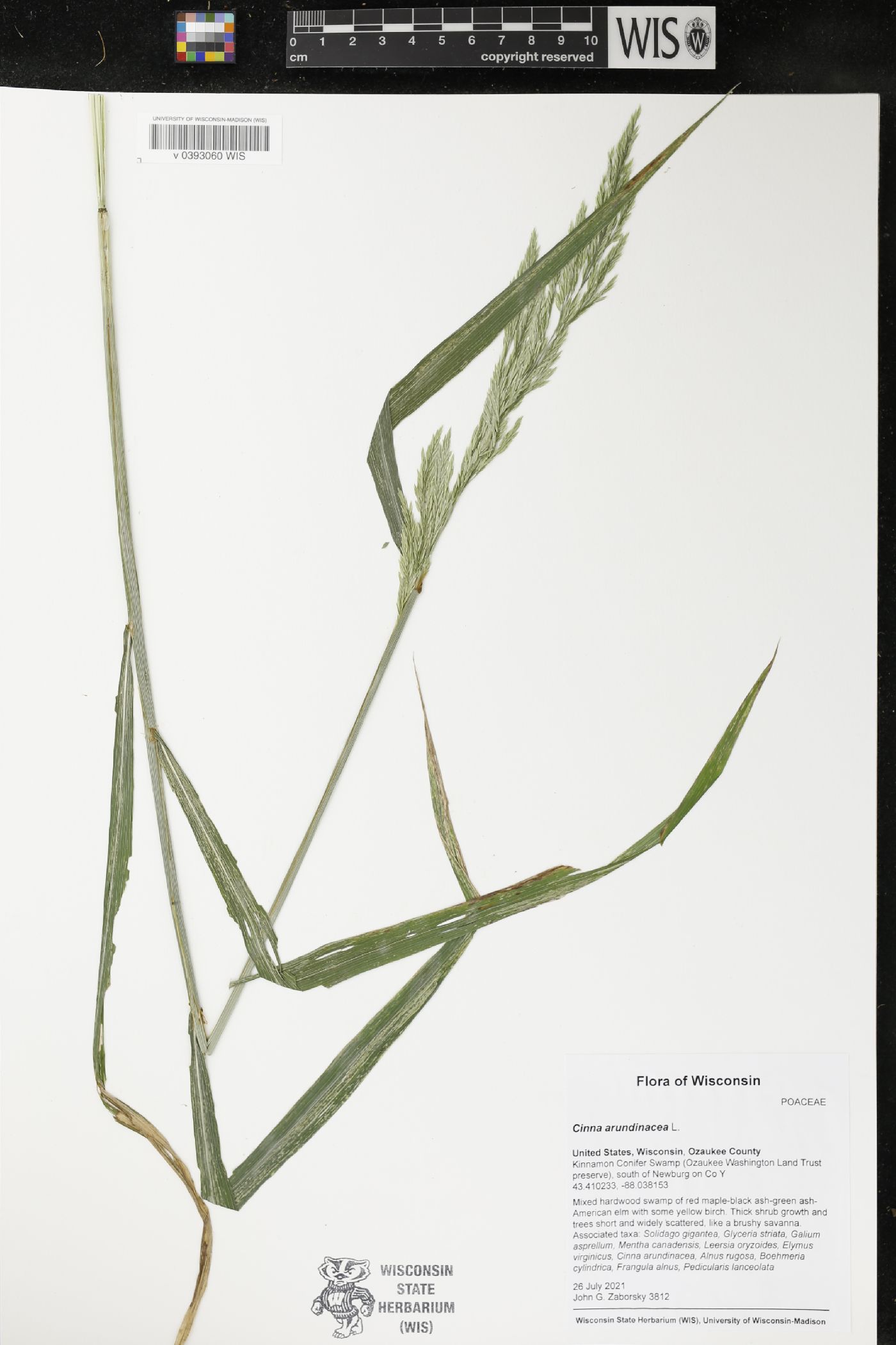 Cinna arundinacea image