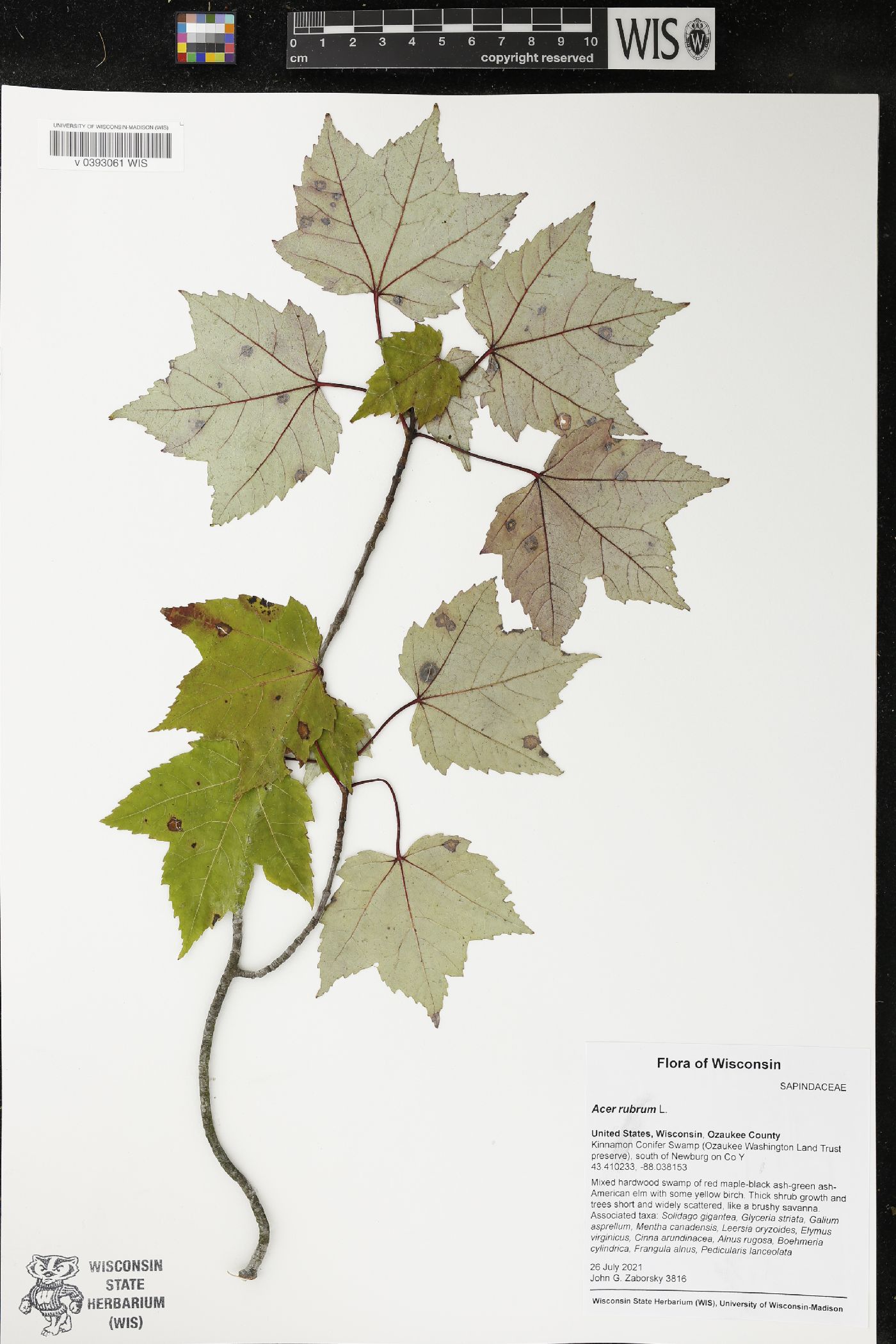Acer rubrum image