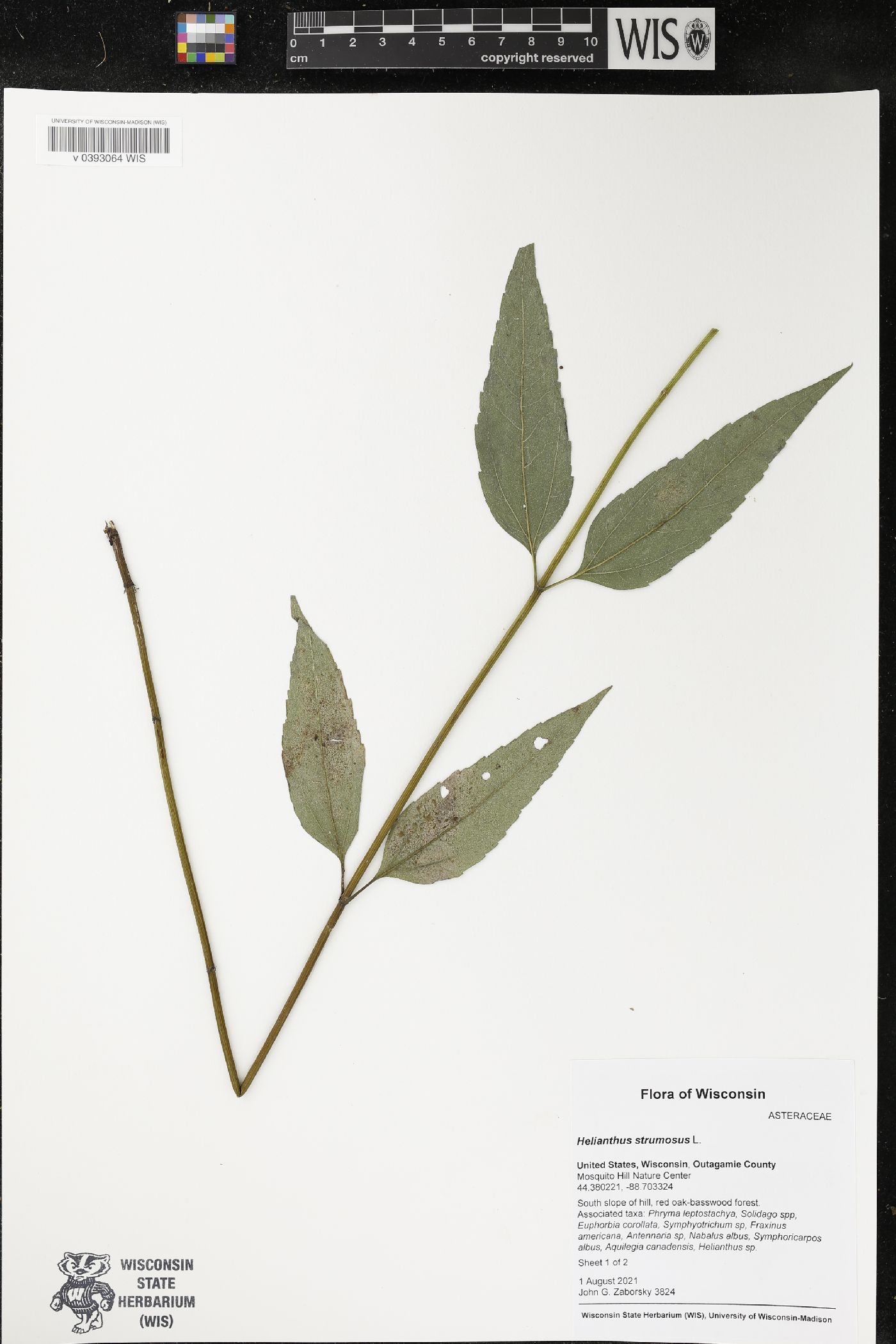 Helianthus strumosus image