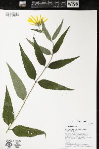 Helianthus strumosus image
