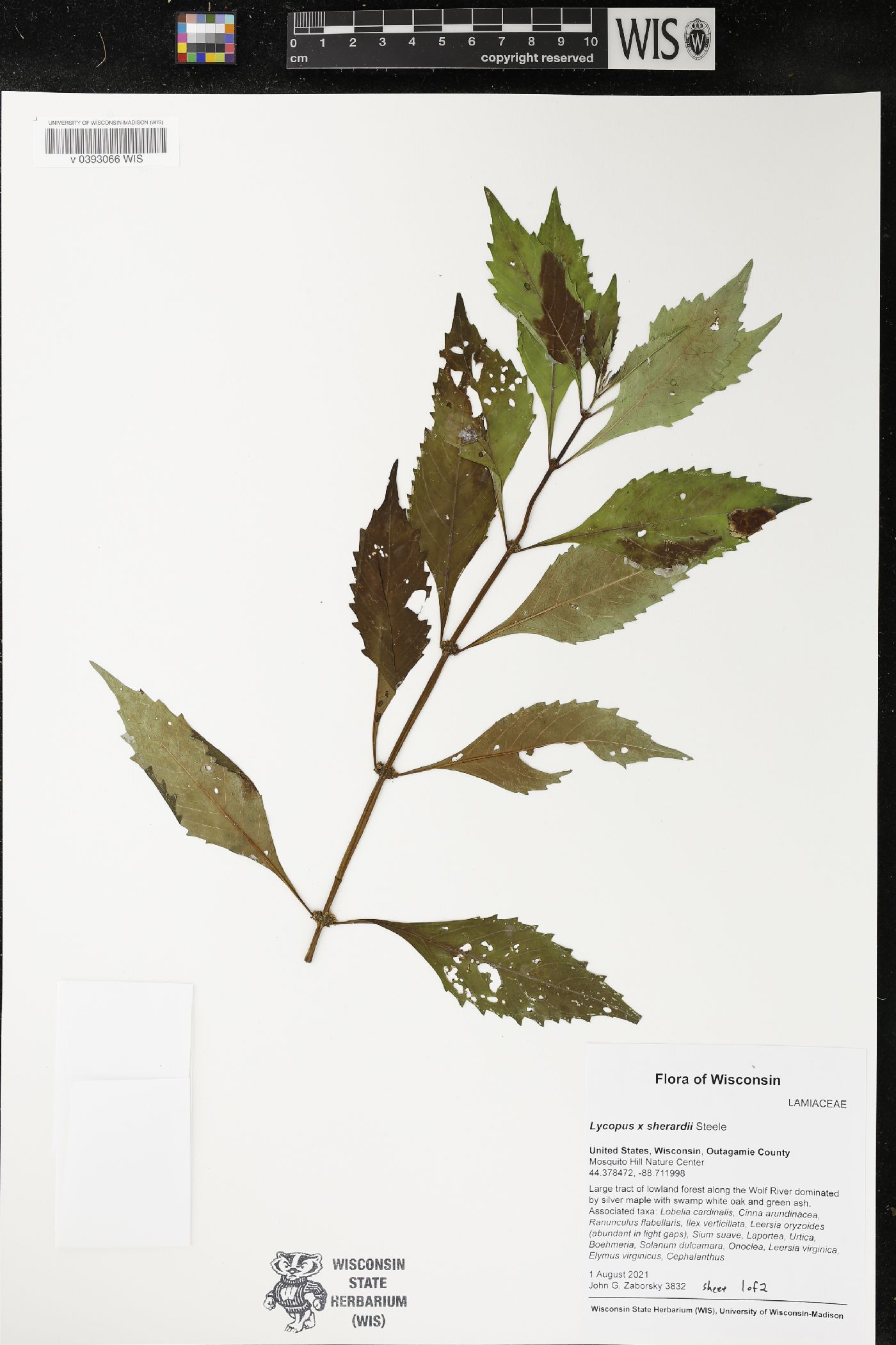 Lycopus X sherardii image